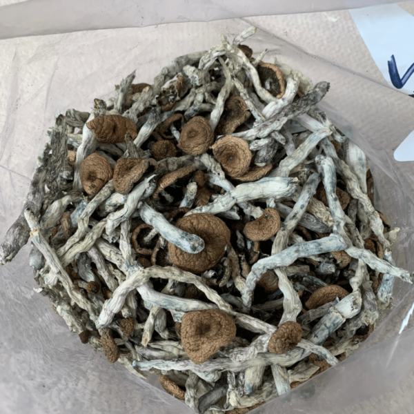 Costa Rican Mushrooms For Sale In Canada