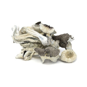 order great white monster mushroom