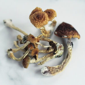 Buy Huautla Mushrooms UK